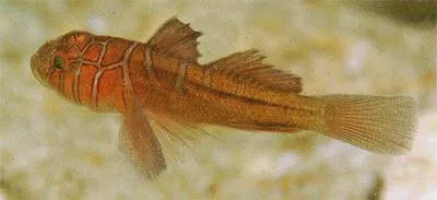 Crossroads goby (Priolepis compita)