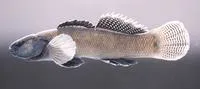 Crown darter (Etheostoma corona)