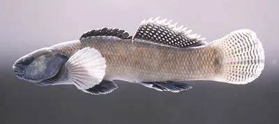 Crown darter (Etheostoma corona)