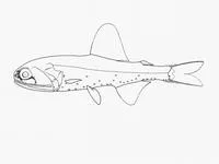 Crown lanternfish (Diaphus diadematus)