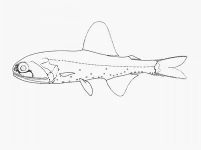Crown lanternfish (Diaphus diadematus)