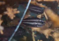 Crown-of-thorns cardinalfish (Siphamia fuscolineata)