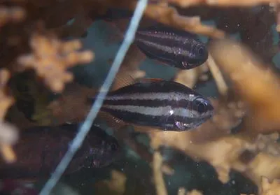 Crown-of-thorns cardinalfish (Siphamia fuscolineata)