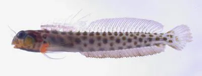 Crown spotty blenny (Laiphognathus longispinis)