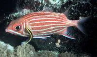 Crown squirrelfish (Sargocentron diadema)