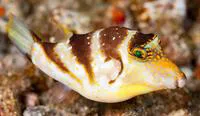 Crowned puffer (Canthigaster coronata)