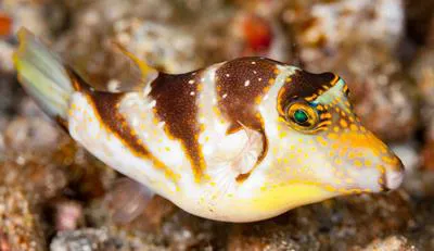 Crowned puffer (Canthigaster coronata)
