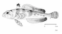 Crowned rockcod (Trematomus scotti)