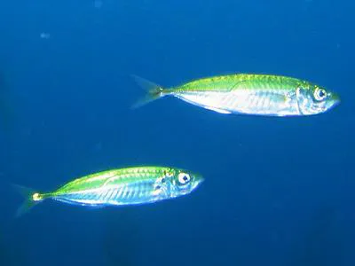 Crozet scad (Trachurus longimanus)