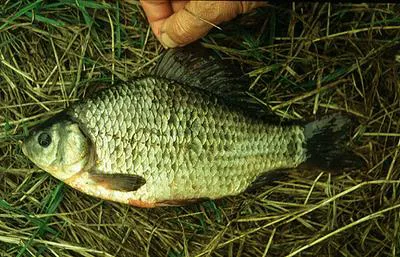 Crucian carp (Carassius carassius)
