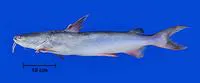 Crucifix sea catfish (Sciades proops)