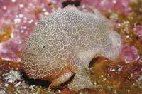 Cryptic anglerfish (Histiophryne cryptacanthus)