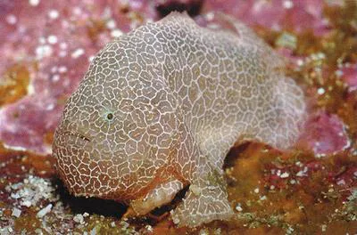 Cryptic anglerfish (Histiophryne cryptacanthus)