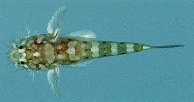 Cryptic bearded goby (Barbuligobius boehlkei)