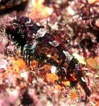 Cryptic triplefin (Cryptichthys jojettae)