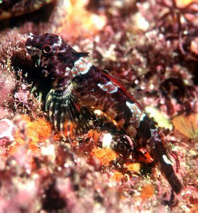 Cryptic triplefin (Cryptichthys jojettae)