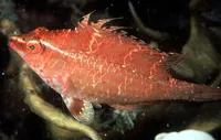Cryptic wrasse (Pteragogus cryptus)