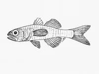 Crystal cardinal (Gymnapogon africanus)