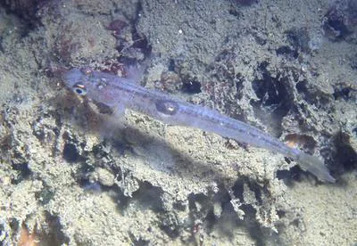 Crystal goby (Crystallogobius linearis)