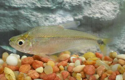 Crystal tetra (Roeboides bouchellei)