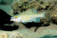 Cuatro Cienegas pupfish (Cyprinodon bifasciatus)