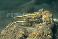 Cuatro Cienegas shiner (Cyprinella xanthicara)