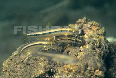 Cuatro Cienegas shiner (Cyprinella xanthicara)