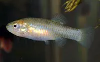 Cuatrocienegas killifish (Lucania interioris)