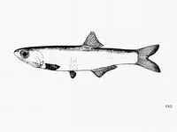 Cuban anchovy (Anchoa cubana)