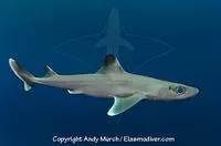Cuban dogfish (Squalus cubensis)