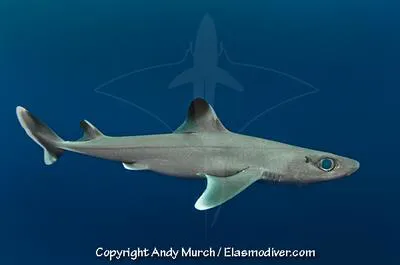 Cuban dogfish (Squalus cubensis)