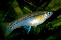 Cuban gambusia (Gambusia punctata)