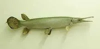 Cuban gar (Atractosteus tristoechus)
