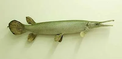 Cuban gar (Atractosteus tristoechus)