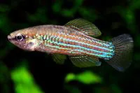 Cuban killifish (Cubanichthys cubensis)