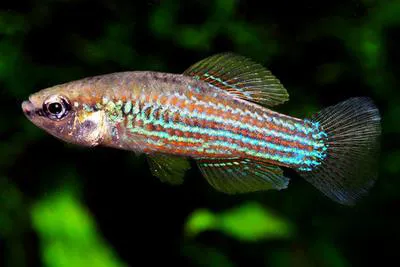 Cuban killifish (Cubanichthys cubensis)