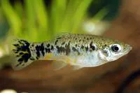 Cuban limia (Limia vittata)