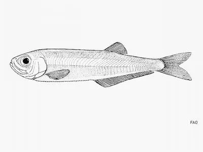 Cuban longfin herring (Neoopisthopterus cubanus)
