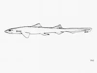 Cuban ribbontail catshark (Eridacnis barbouri)