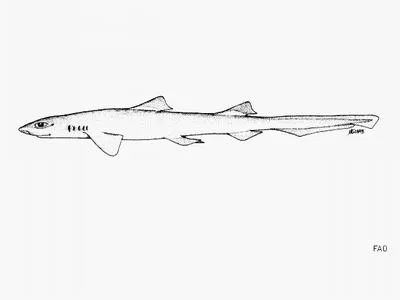 Cuban ribbontail catshark (Eridacnis barbouri)