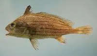 Cubbyu (Pareques umbrosus)