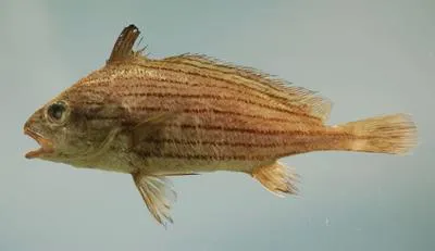 Cubbyu (Pareques umbrosus)