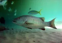 Cubera snapper (Lutjanus cyanopterus)