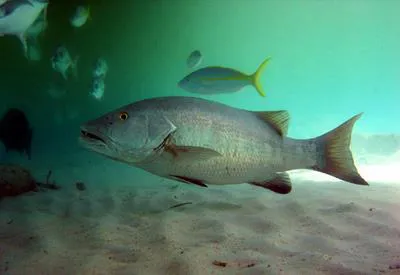 Cubera snapper (Lutjanus cyanopterus)