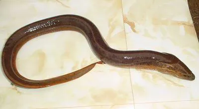 Cuchia (Monopterus cuchia)