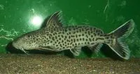 Cuckoo Catfish (Synodontis petricola)