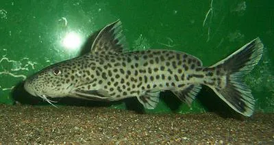 Cuckoo Catfish (Synodontis petricola)