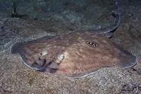 Cuckoo ray (Leucoraja naevus)