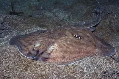 Cuckoo ray (Leucoraja naevus)