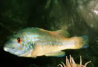 Cuckoo wrasse (Labrus mixtus)
